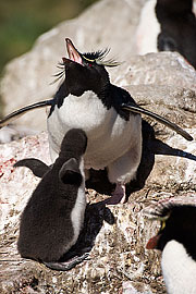 Picture 'Ant1_1_0225 Rockhopper Penguin, West Point, Falkland Islands, Antarctica and sub-Antarctic islands'